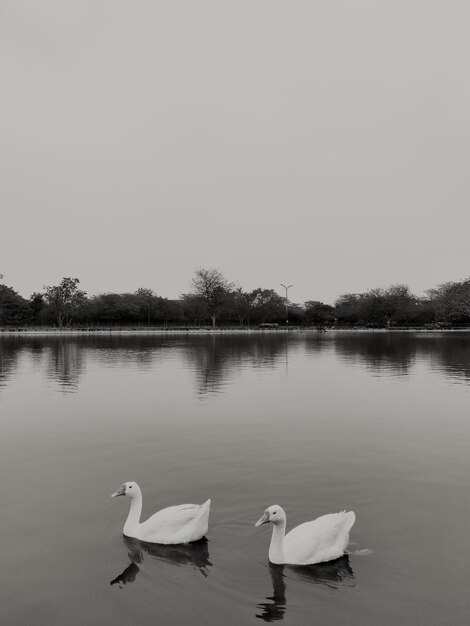 Foto cisnes nadando en el lago contra el cielo