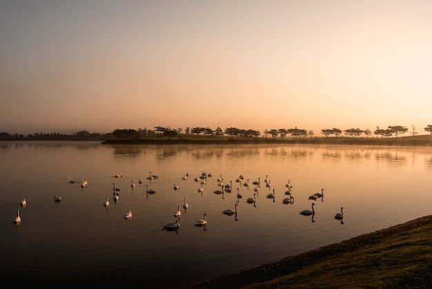 Cisnes nadando en el lago en la mañana amanecer