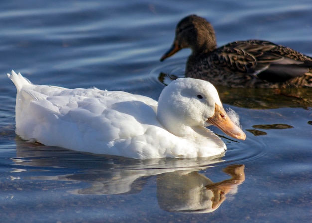 Los cisnes nadando en el lago