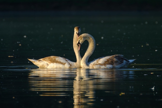 Los cisnes nadando en el lago