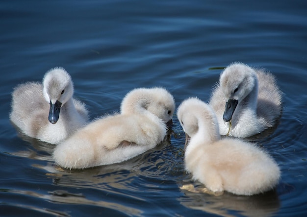 Foto los cisnes nadando en el lago