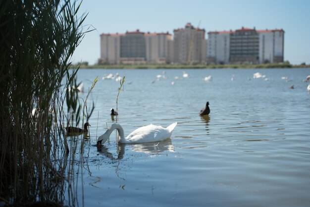 Los cisnes nadando en el lago