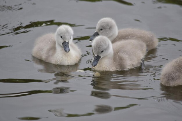 Foto los cisnes nadando en el lago