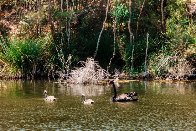 Foto los cisnes nadando en el lago