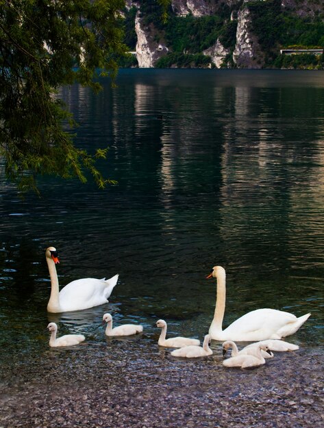 Los cisnes nadando en el lago