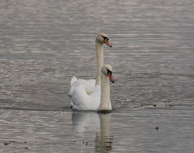 Foto los cisnes nadando en el lago