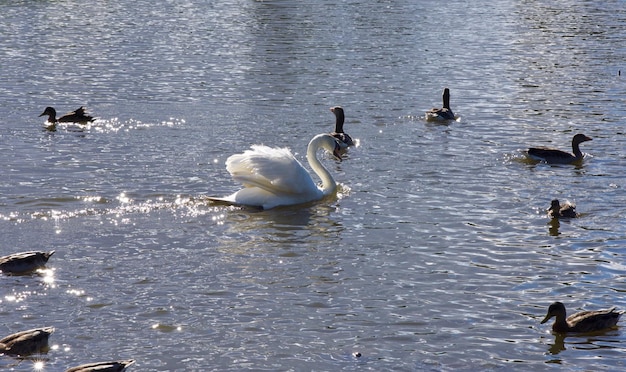 Foto los cisnes nadando en el lago