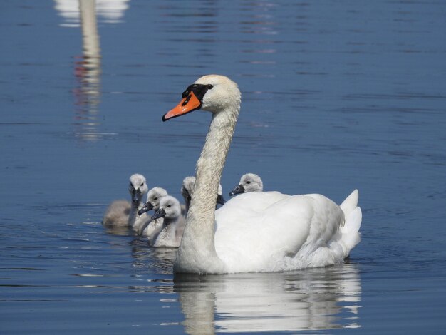 Foto los cisnes nadando en el lago