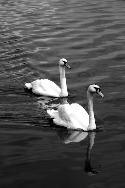 Foto los cisnes nadando en el lago