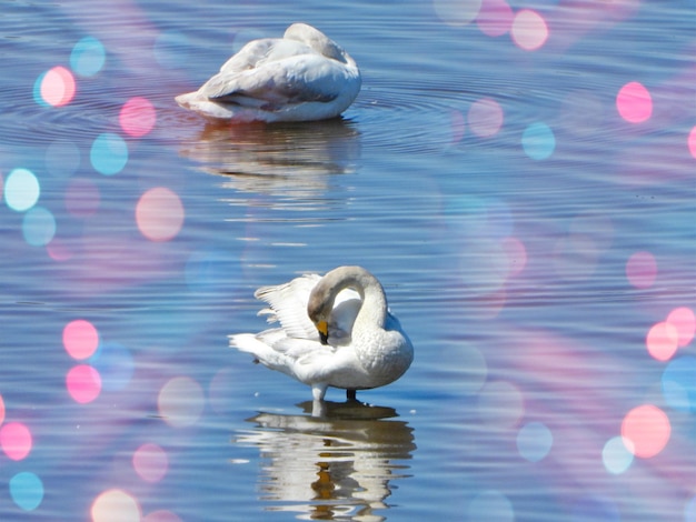 Foto los cisnes nadando en el lago