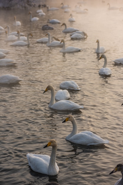 Cisnes nadando en el lago