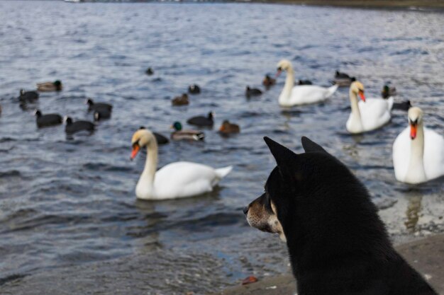 Cisnes nadando en el mar siendo observados por un perro