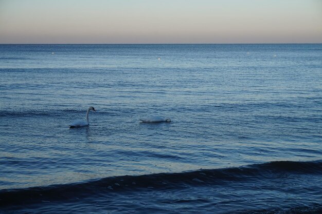 Cisnes nadando en el mar