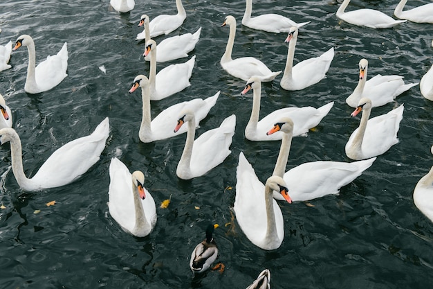 Cisnes nadando no rio