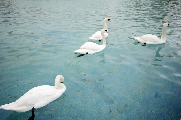 Cisnes nadando