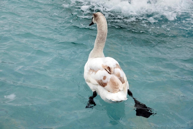 Cisnes nadando