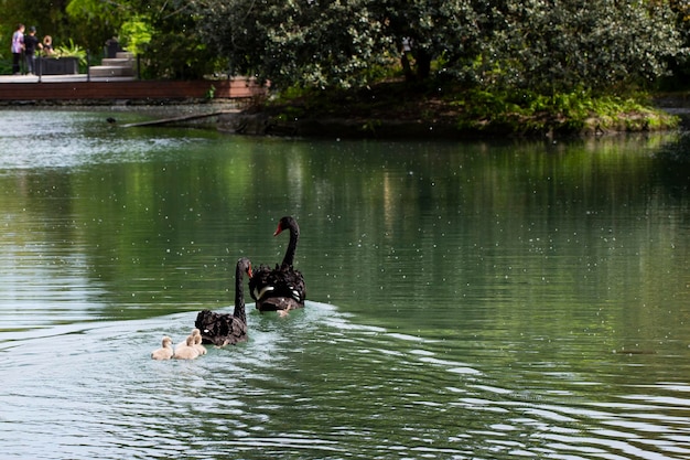 Cisnes negros com seus filhos nadam no lago em um dia de primavera