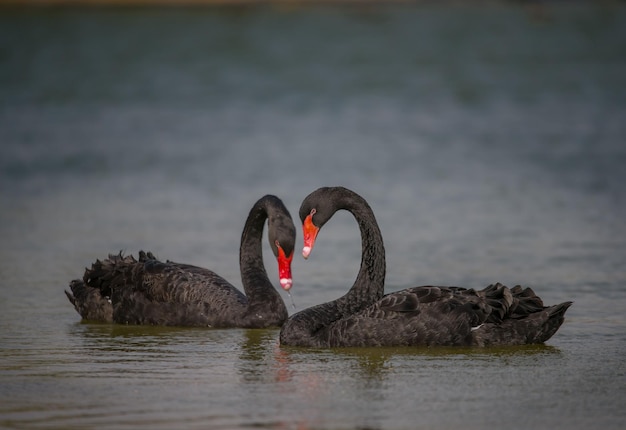 Cisnes negros en el estanque.