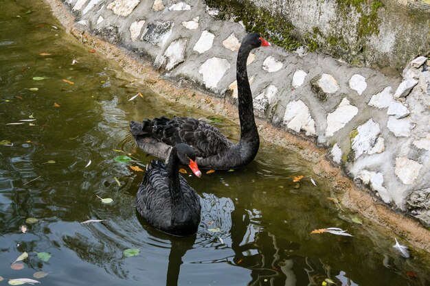 Cisnes negros en el lago