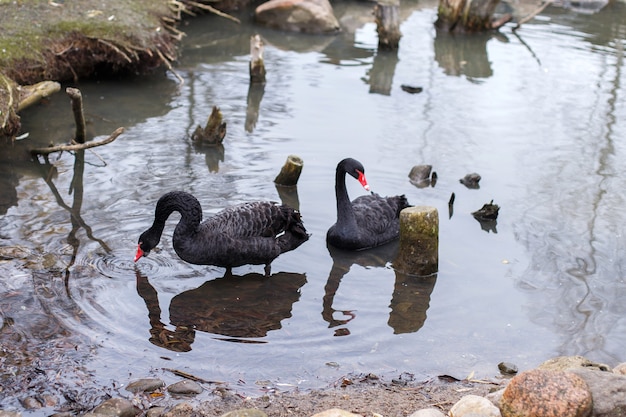 Cisnes negros nadando no lago