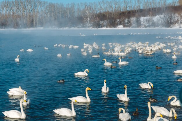 Cisnes en la niebla nadando en el agua de un lago al aire libre