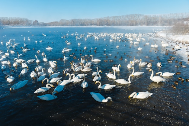 Cisnes en la niebla nadando en el agua de un lago al aire libre