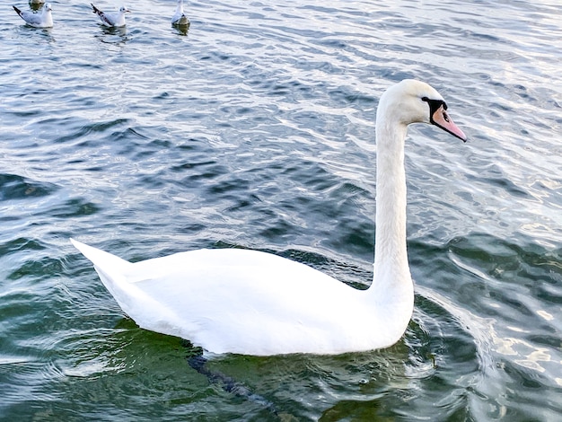 Cisnes no inverno