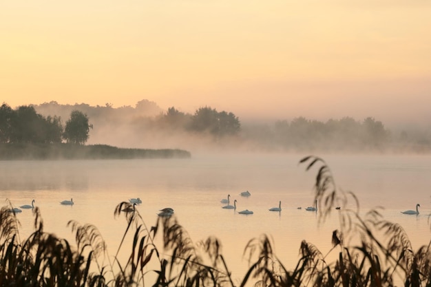 Foto cisnes no lago ao nascer do sol