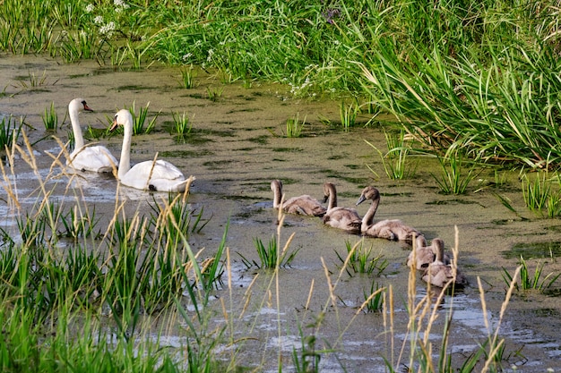 Cisnes no lago. Cisnes com filhotes.