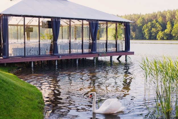 Cisnes no lago contra o terraço