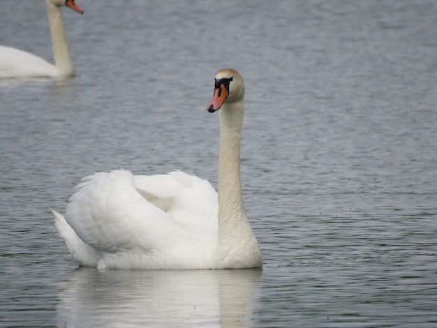 cisnes no lago da aldeia