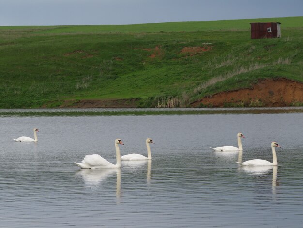 cisnes no lago da aldeia