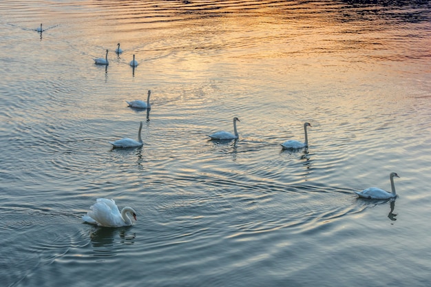 Cisnes no Lago Maggiore