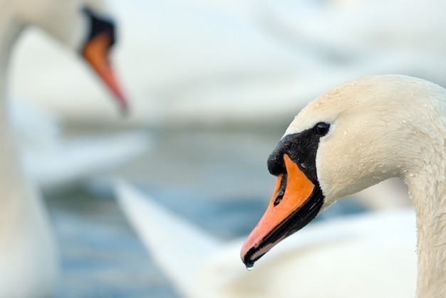 Cisnes no lago no inverno