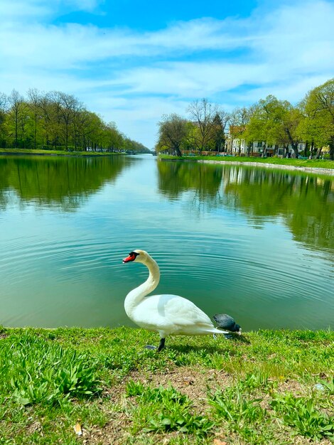 Foto cisnes no lago
