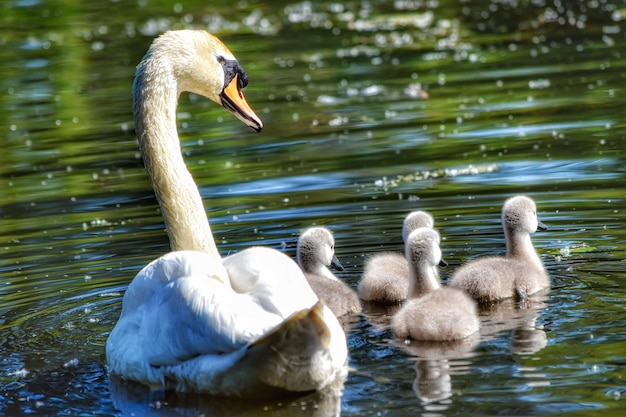 Foto cisnes no lago