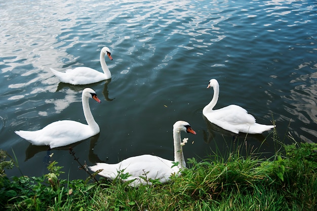 Cisnes no lago