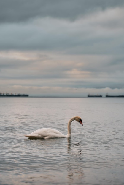 Cisnes en el pacífico mar Báltico durante la madrugada Hermosa puesta de sol en la playa