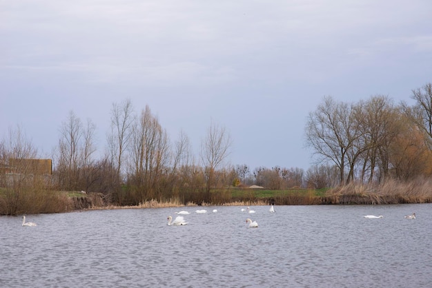 Cisnes del paisaje del pueblo en el lago primavera temprana