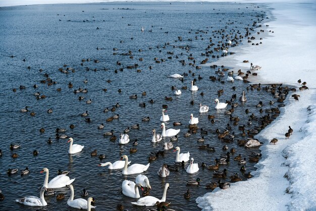 Los cisnes y los patos nadan en un lago no congelado en invierno.