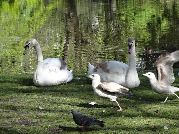 Foto cisnes y patos nadando en el lago