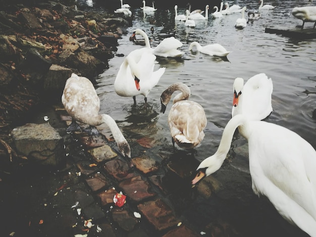 Cisnes y patos nadando en el lago