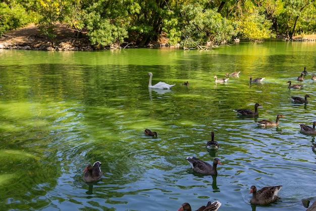 Cisnes y patos nadando en el lago