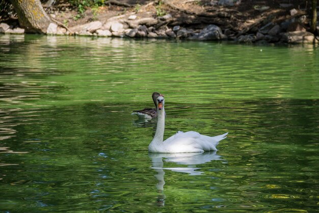 Cisnes y patos nadando en el lago