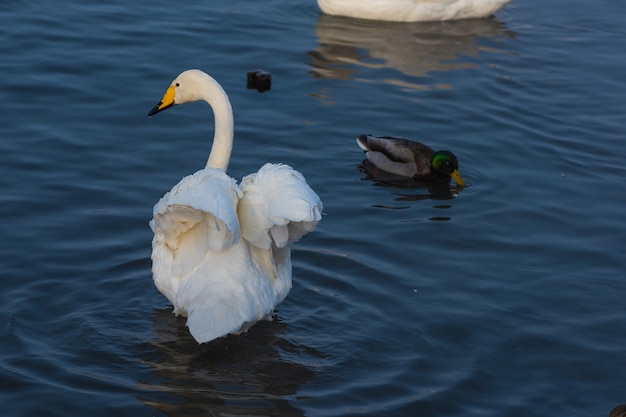 Cisnes y patos nadando en el lago