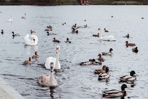 Cisnes y patos sobre el agua. Los pájaros nadan en el lago.