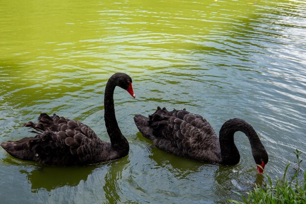 Foto cisnes pretos no parque