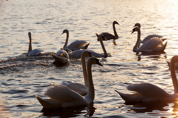 Cisnes en primavera, un hermoso grupo de aves acuáticas cisnes en un lago o río, un grupo de cisnes que nadan en el agua