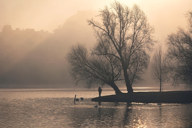 Cisnes en el río Vltava, cerca del Teatro Nacional en la brumosa mañana con luz solar dorada