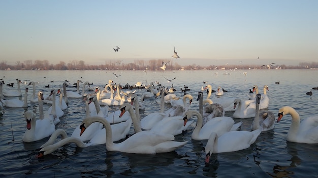 Cisnes en el río